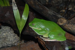 0809 Wildlife Habitat Port Douglas